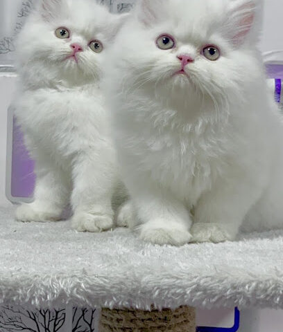 Pampered pets pune