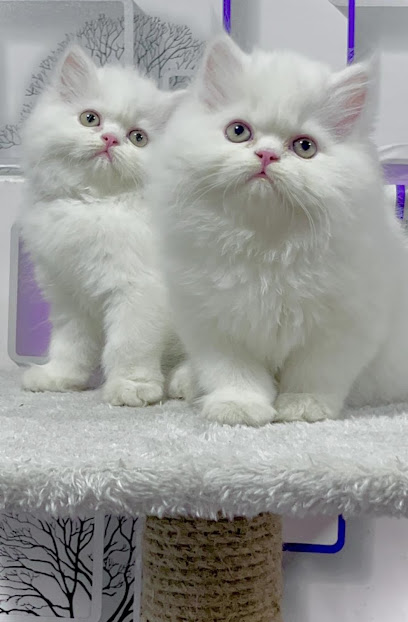 Pampered pets pune