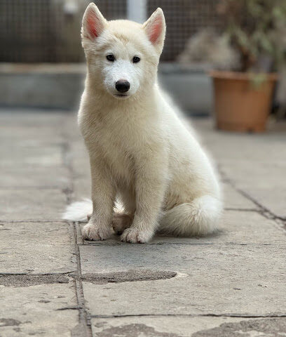 SK PET WORLD - DOG SELLER