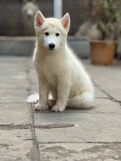 SK PET WORLD - DOG SELLER